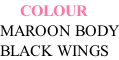 COLOUR MAROON BODY BLACK WINGS