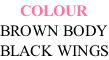 COLOUR BROWN BODY BLACK WINGS
